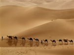 camel-caravan-libya_43370